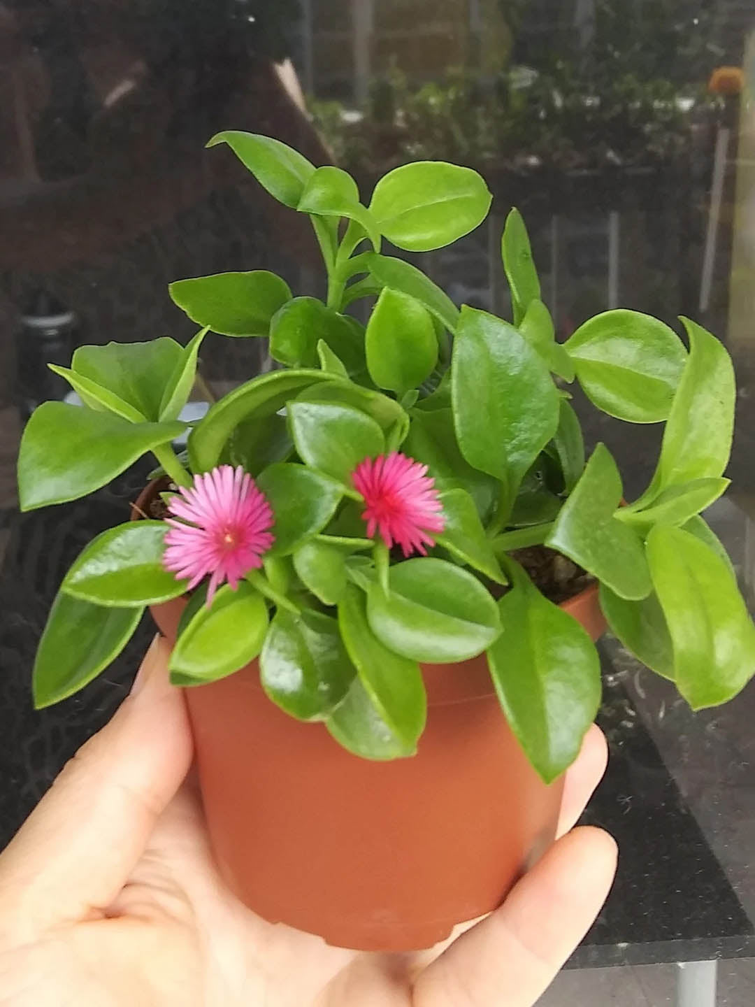 Aptenia Cordifolia Plant or Baby Sun Rose,Red Aptenia, Dew Plant, Rock Rose with Green coloured leaves and Pink coloured flower 