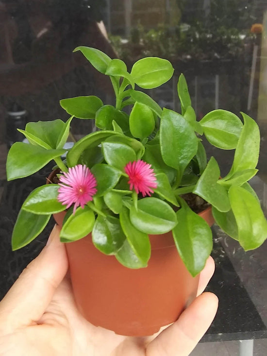 Aptenia Cordifolia Plant or Baby Sun Rose,Red Aptenia, Dew Plant, Rock Rose with Green coloured leaves and Pink coloured flower 