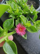 Aptenia Cordifolia