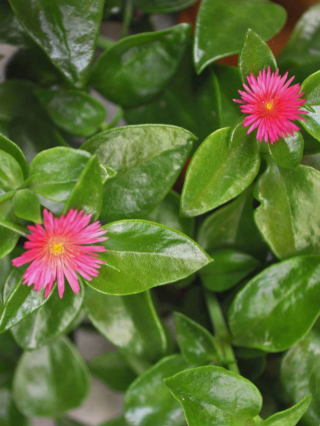 Aptenia Cordifolia