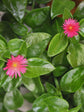 Aptenia Cordifolia