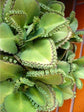 Bryophyllum Daigremontianum Plant or Mother ofMillions with Green coloured leaves and Pink coloured flower 