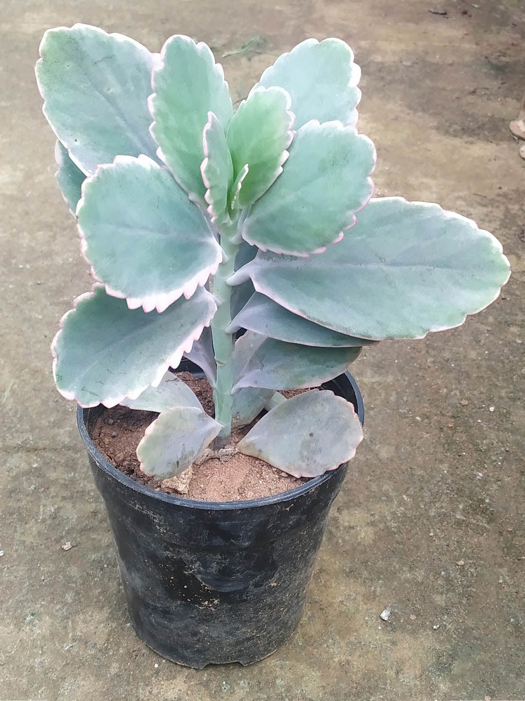 Bryophyllum Fedtschenkoi Plant or Lavender scallops with Frost Green coloured leaves and Pink coloured flower 