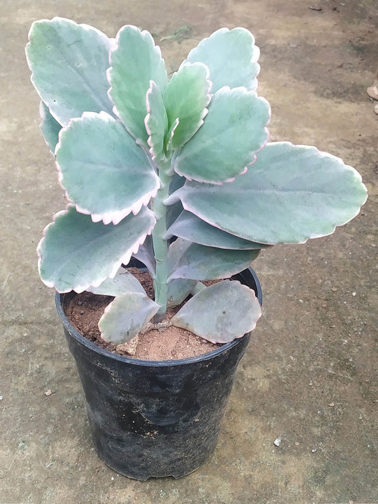 Bryophyllum Fedtschenkoi Plant or Lavender scallops with Frost Green coloured leaves and Pink coloured flower 