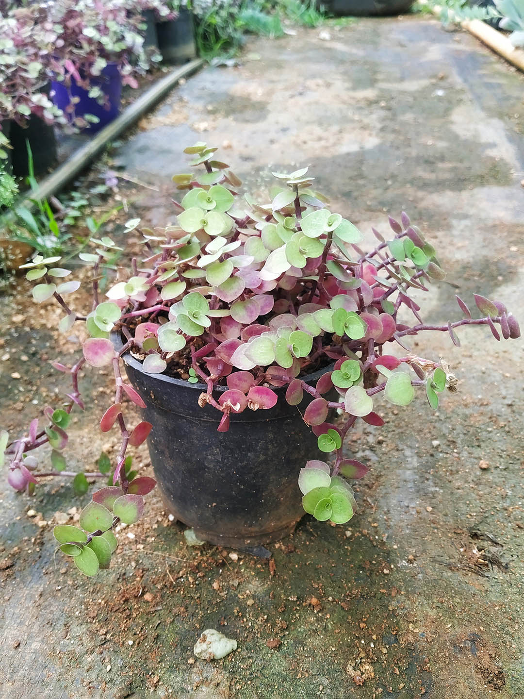 Callisia Repens Plant or Striped Creeping inch plant, Turtle Vine with Green and Pink coloured leaves and White coloured flower 