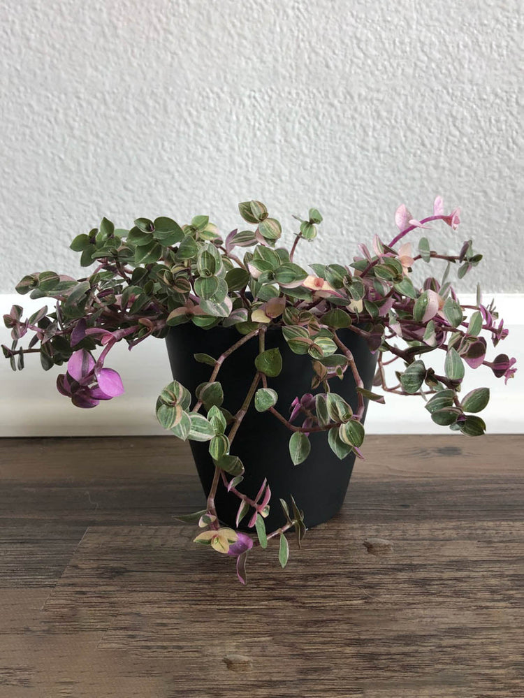 Callisia Repens