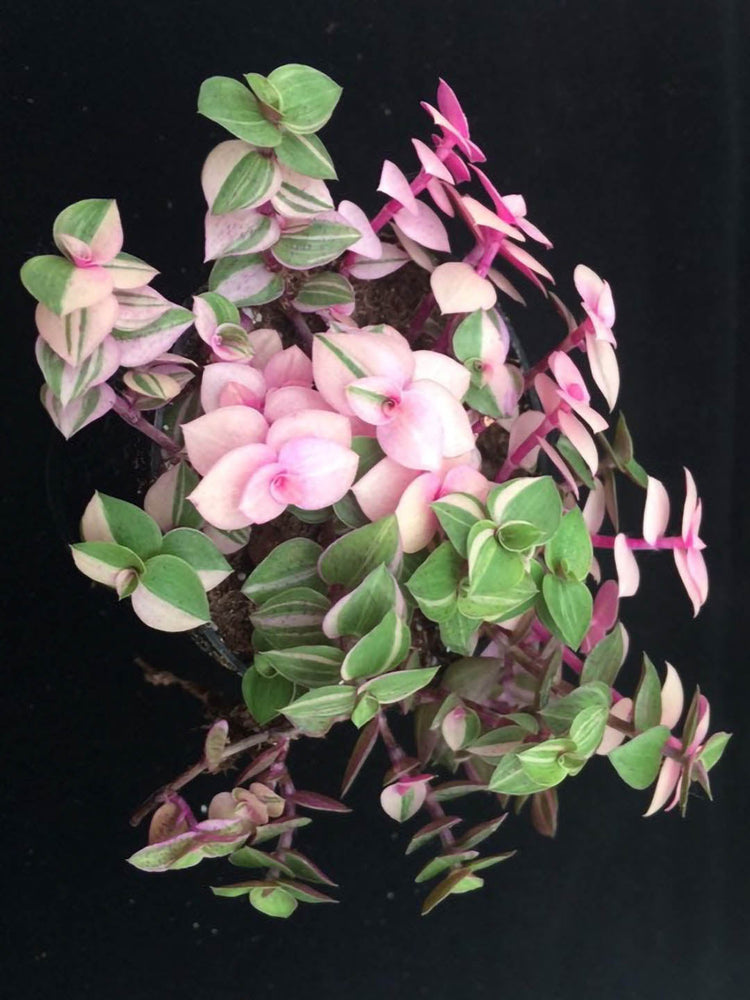 Callisia Repens