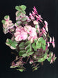 Callisia Repens