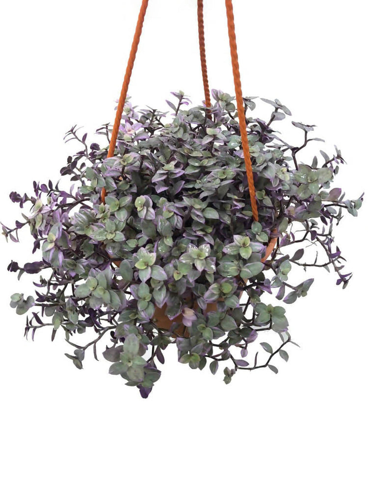 Callisia Repens