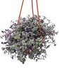Callisia Repens