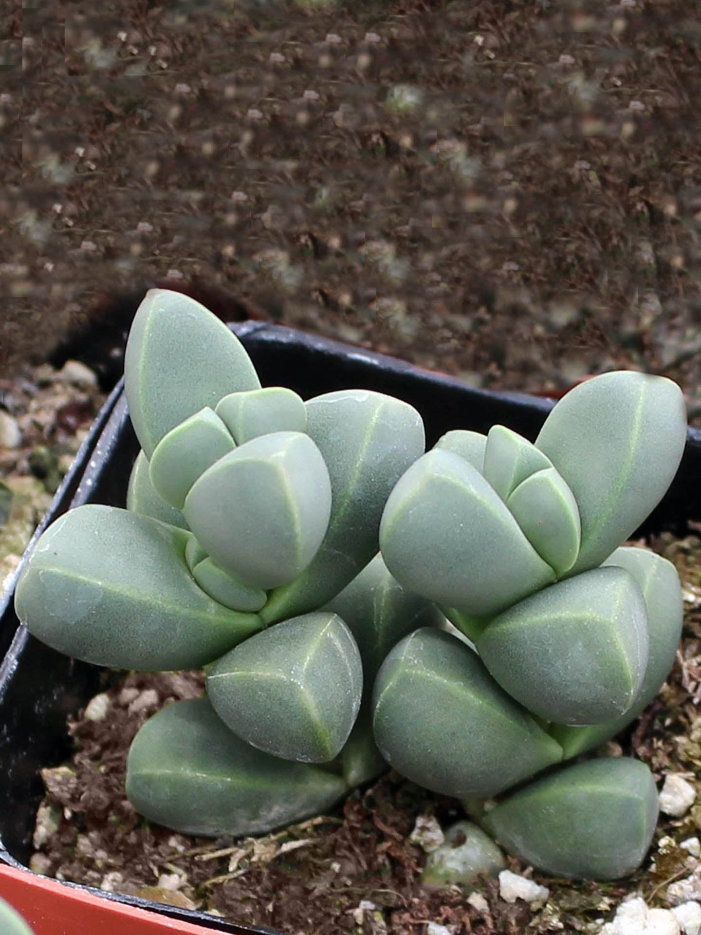 Corpuscularia Lehmannii Plant or Ice Plant with Green coloured leaves and Yellow coloured flower 