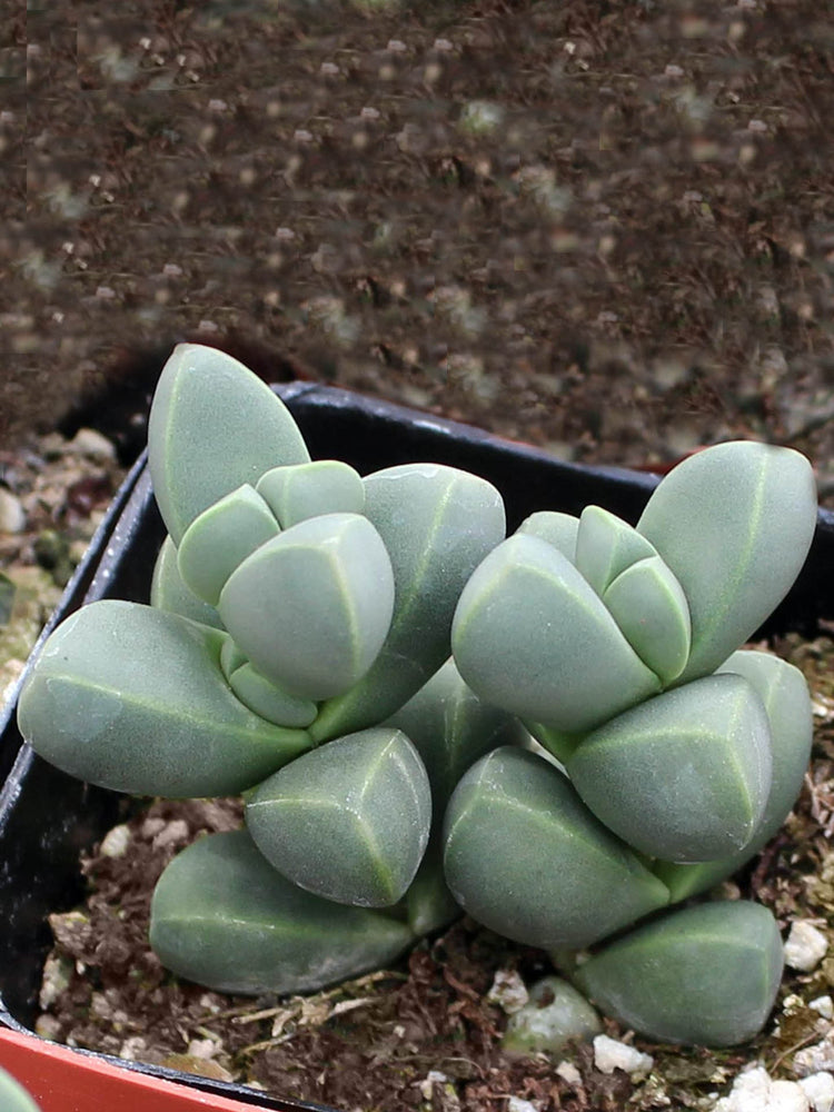 Corpuscularia Lehmannii Plant or Ice Plant with Green coloured leaves and Yellow coloured flower 