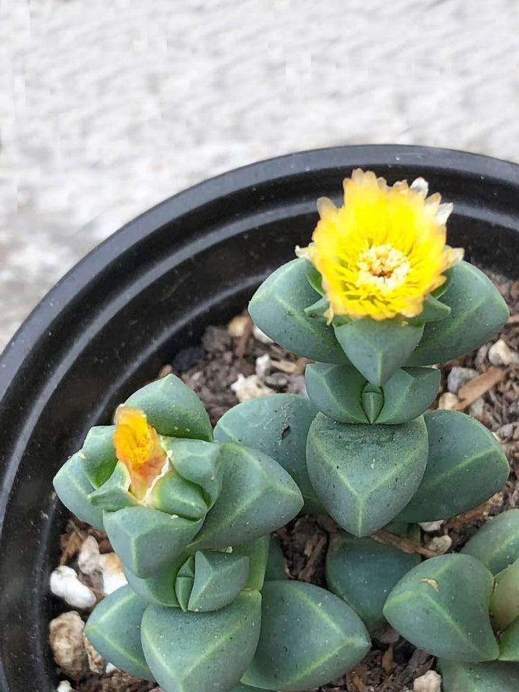 Corpuscularia Lehmannii