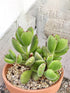 Cotyledon Tomentosa Plant or Bear s Paw, Kitten Paws, Woolly Cotyledon with Green coloured leaves and Red coloured flower 