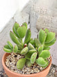Cotyledon Tomentosa Plant or Bear s Paw, Kitten Paws, Woolly Cotyledon with Green coloured leaves and Red coloured flower 