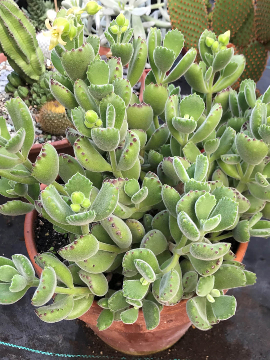 Cotyledon Tomentosa