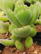 Cotyledon Tomentosa