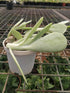Cotyledon Orbiculata Plant or Pig s Ear, Round-leafed navel-wort with Green coloured leaves and Red coloured flower 