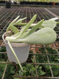 Cotyledon Orbiculata Plant or Pig s Ear, Round-leafed navel-wort with Green coloured leaves and Red coloured flower 