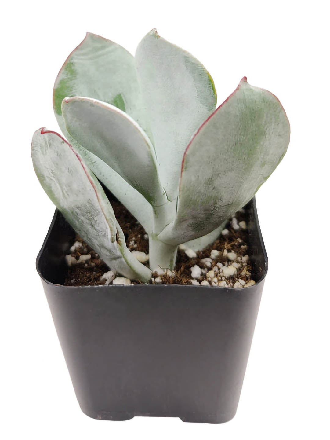 Cotyledon Orbiculata
