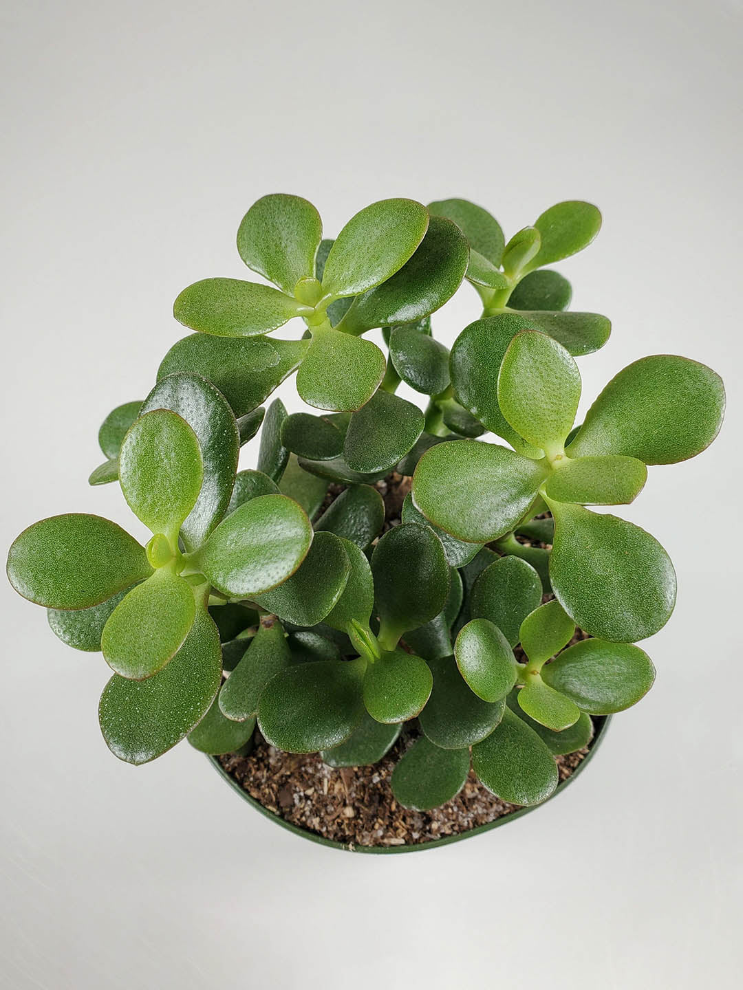 Crassula Ovata Plant or Jade Plant,Crassula Jade Green with Green coloured leaves and Pink coloured flower 