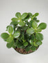 Crassula Ovata Plant or Jade Plant,Crassula Jade Green with Green coloured leaves and Pink coloured flower 