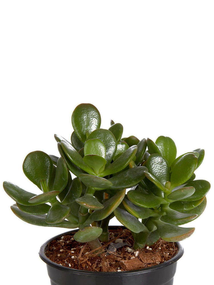 Crassula Ovata