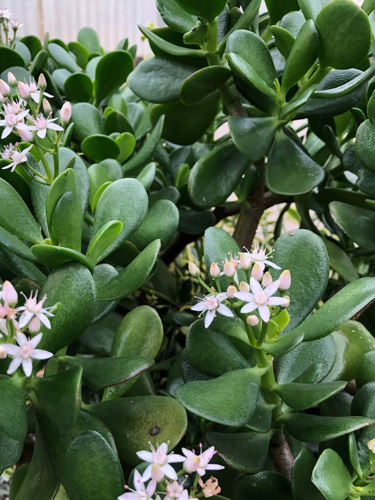 Crassula Ovata