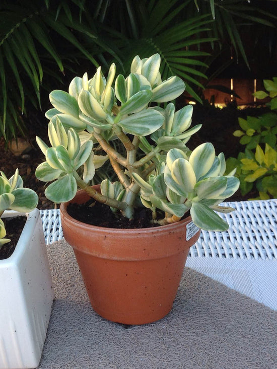 Crassula Ovata Variegated Plant or Jade Plant,Crassula Jade Variegated with Yellow and Green coloured leaves and Pink coloured flower 