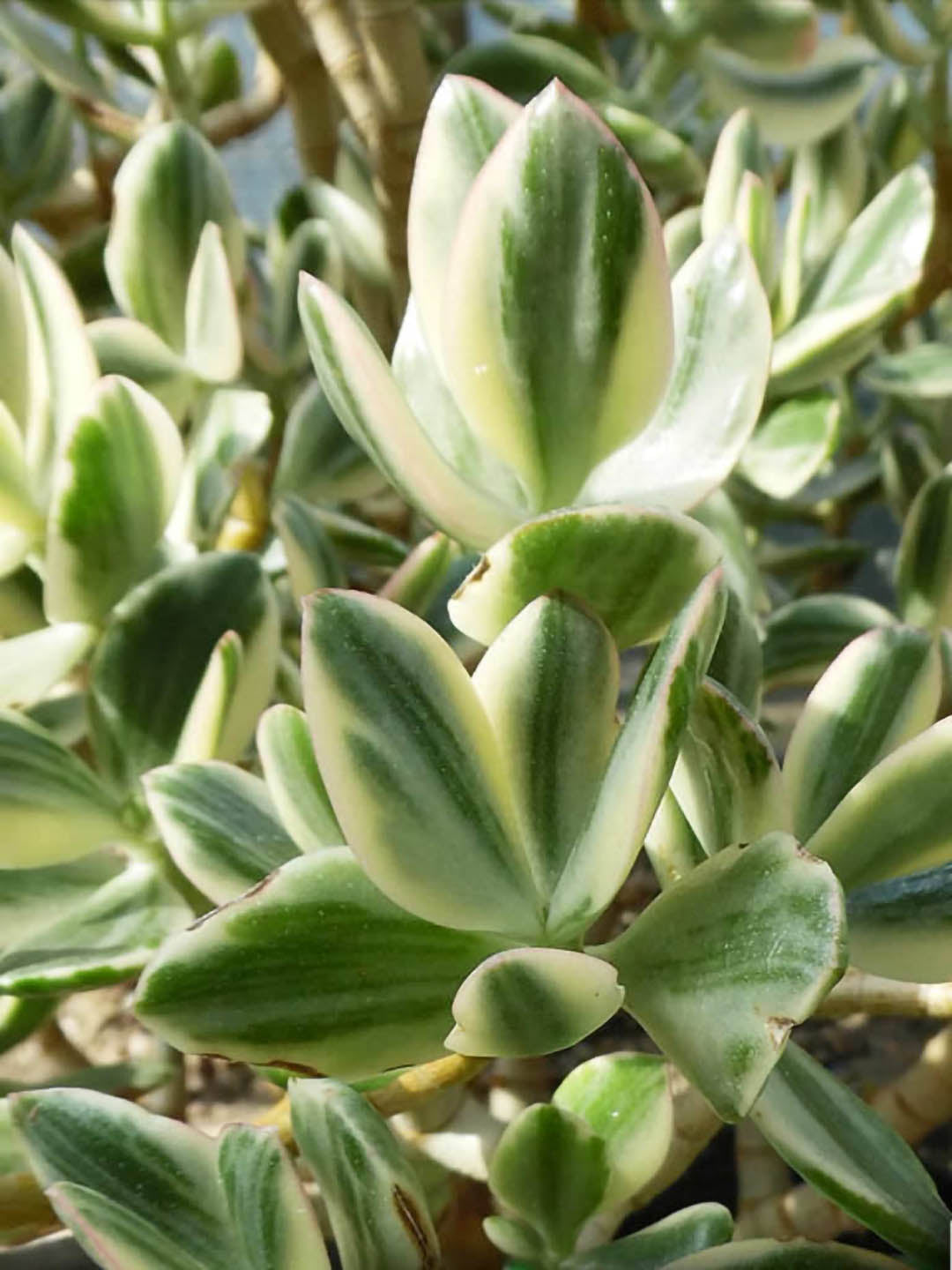 Crassula Ovata Variegated