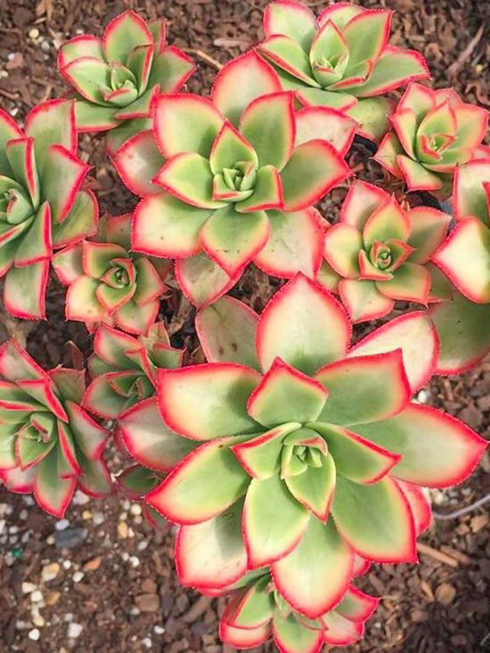 Aeonium Haworthii Plant or Aeonium Kiwi ,Irish rose,Earth Star with Green with Red Border coloured leaves and White coloured flower 