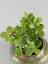 Crassula Ovata Minima Plant or Dwarf Money Plant with Green with Maroon Hue coloured leaves and Pink coloured flower 