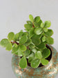 Crassula Ovata Minima Plant or Dwarf Money Plant with Green with Maroon Hue coloured leaves and Pink coloured flower 