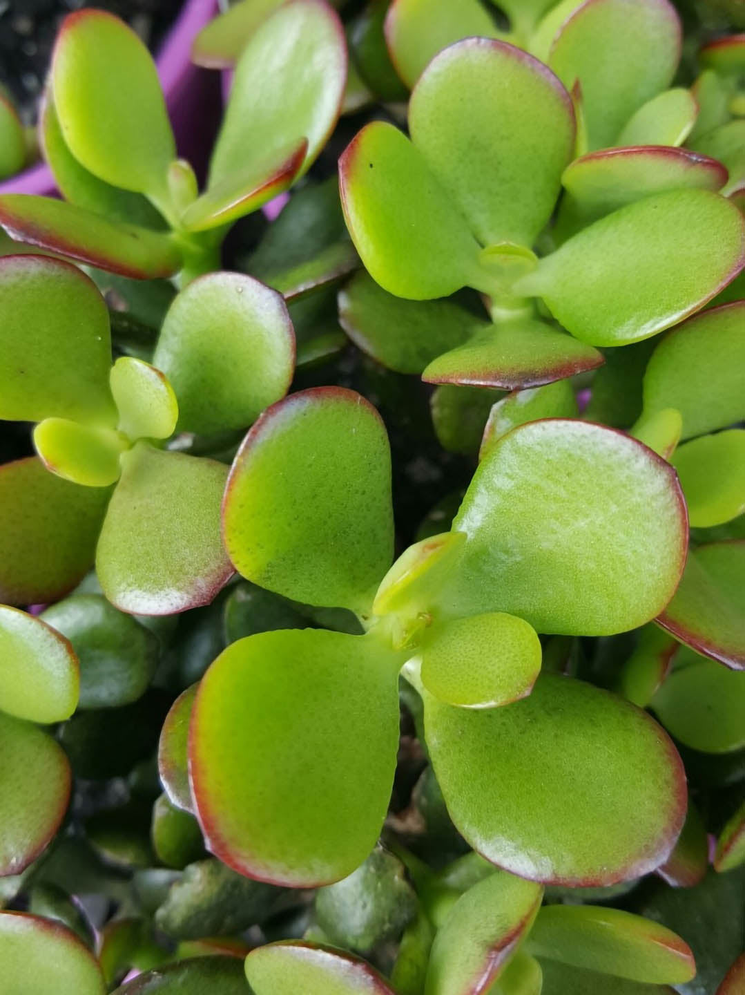 Crassula Ovata Minima