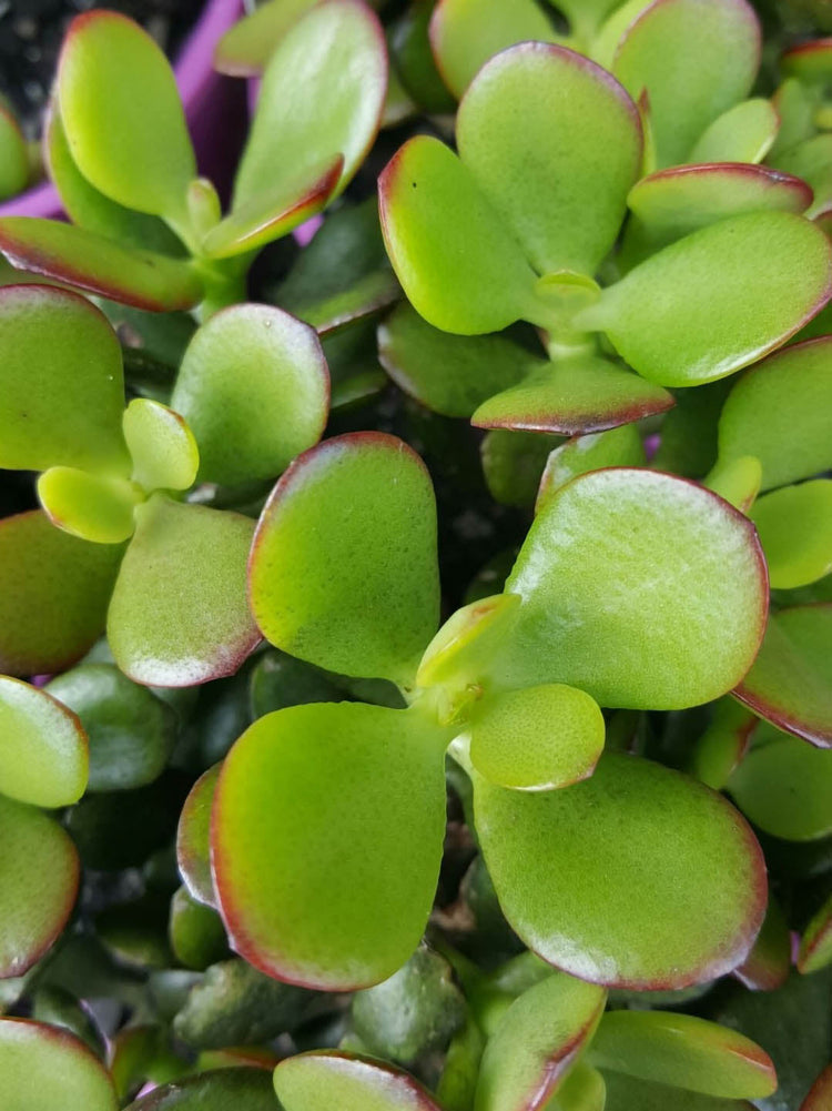 Crassula Ovata Minima