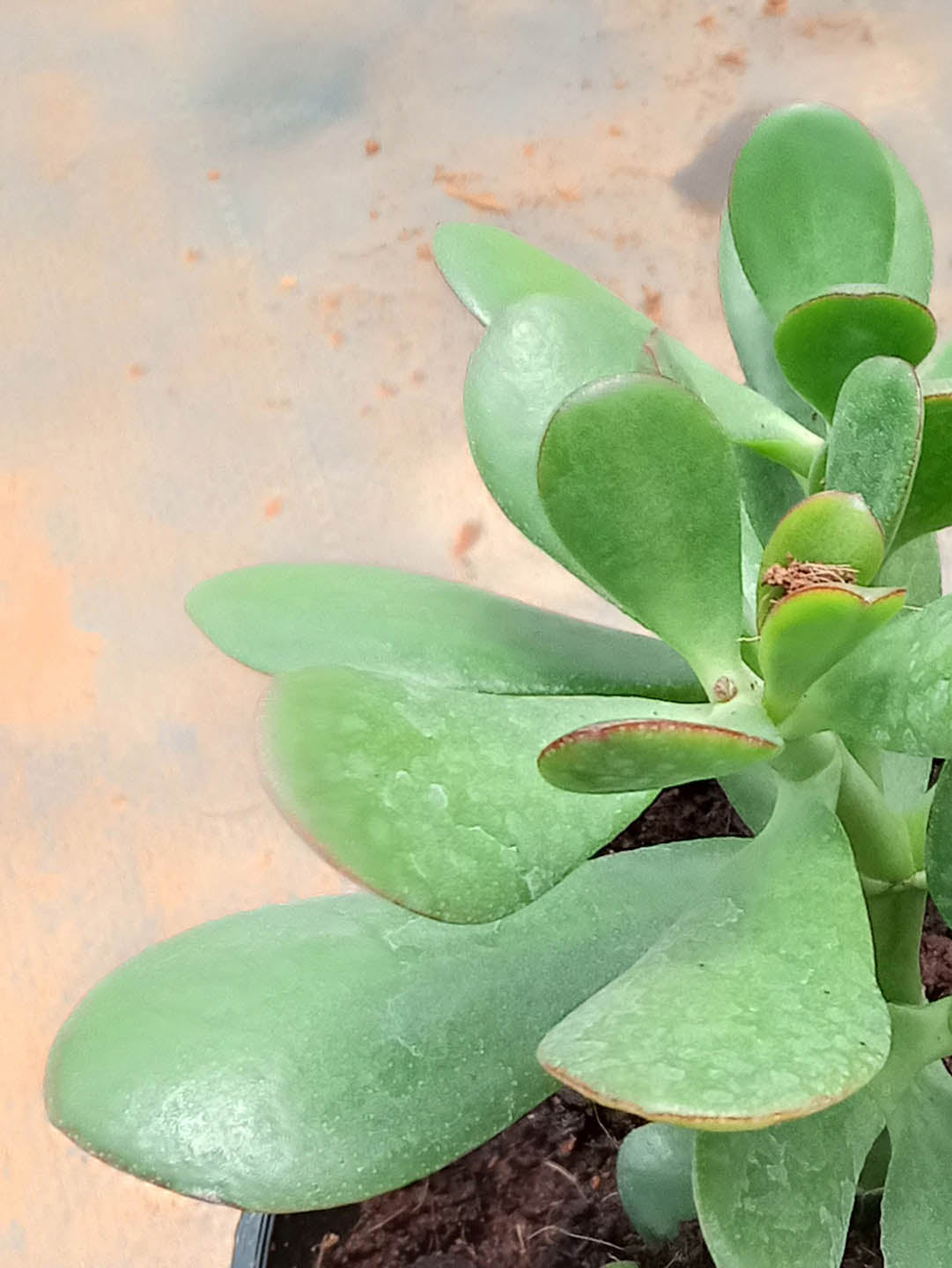 Crassula Ovata Obliqua 