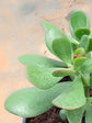 Crassula Ovata Obliqua 