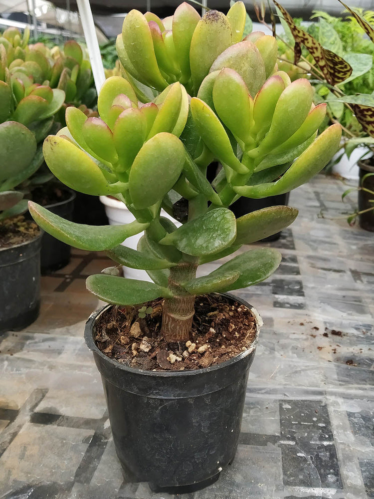 Crassula Ovata Convoluta Plant or Jade Plant, Money Tree with Lime Green with Maroon Hue coloured leaves and Pink coloured flower 