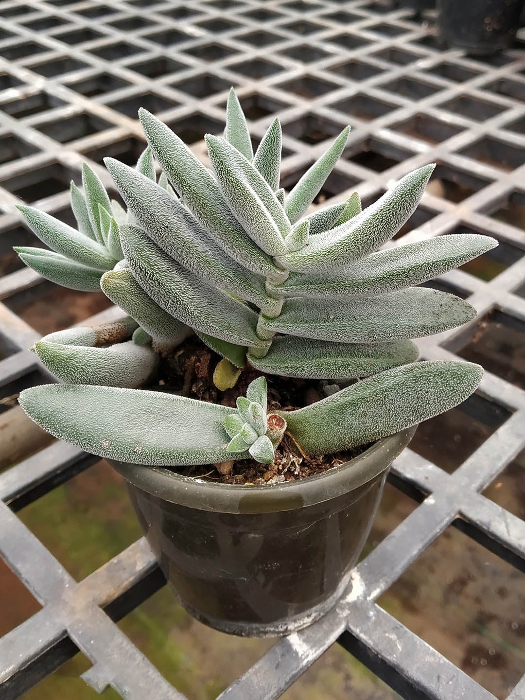 Crassula Mesembryanthemoides Plant or Crassula Moon Glow with Green with Frosty Hair coloured leaves and Pink coloured flower 