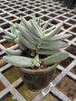 Crassula Mesembryanthemoides Plant or Crassula Moon Glow with Green with Frosty Hair coloured leaves and Pink coloured flower 