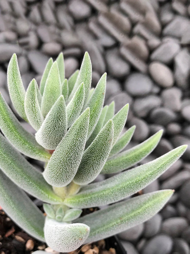 Crassula Mesembryanthemoides