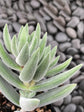 Crassula Mesembryanthemoides