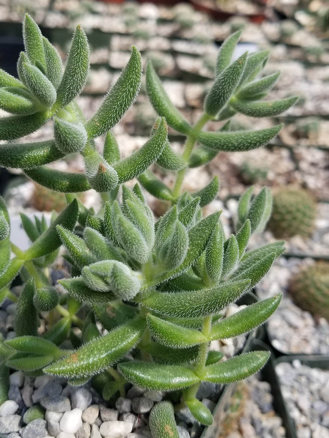 Crassula Mesembryanthemoides