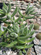 Crassula Mesembryanthemoides