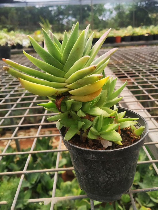 Crassula Capitella Campfire Plant or Red Flames, Red Pagod,Campfire Plant with Green coloured leaves and Pinkish White coloured flower 