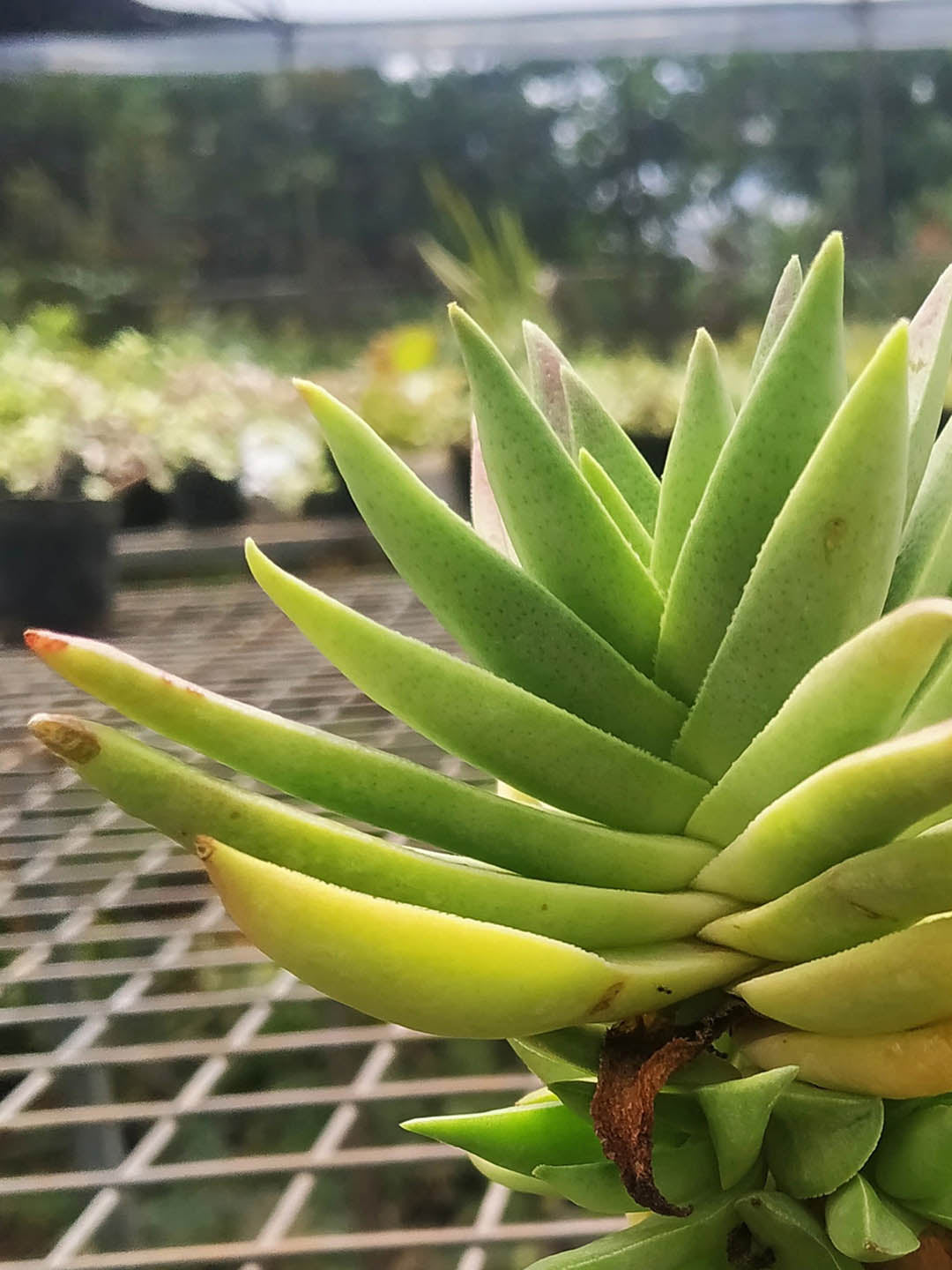 Crassula Capitella Campfire 