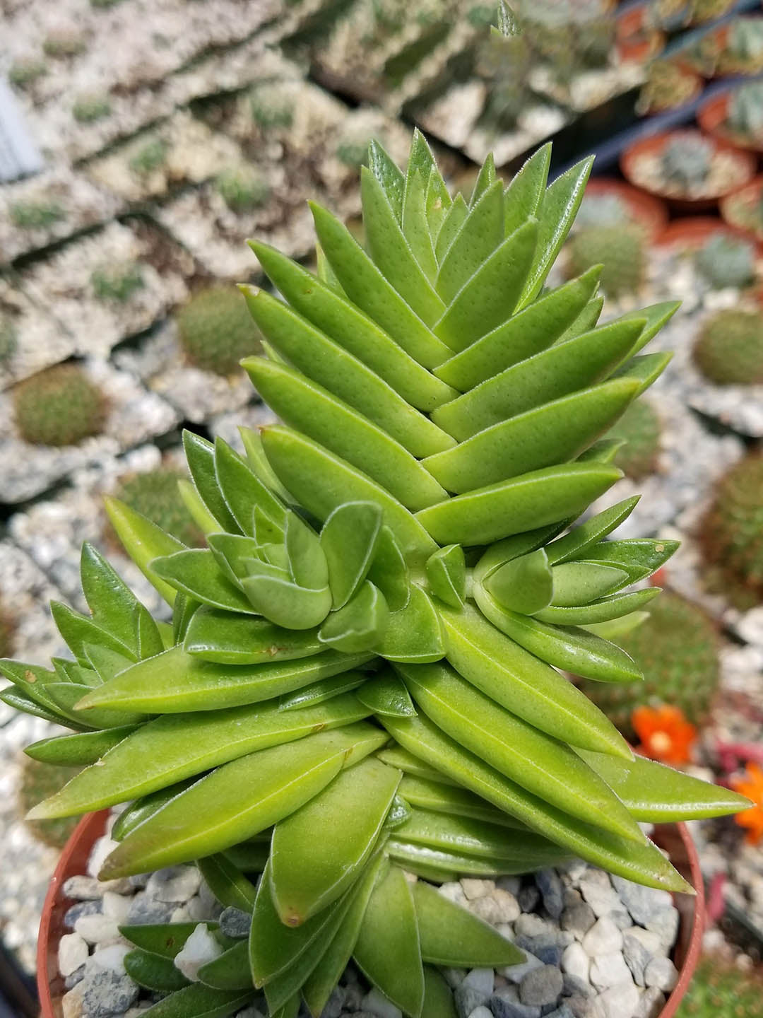 Crassula Capitella Campfire 