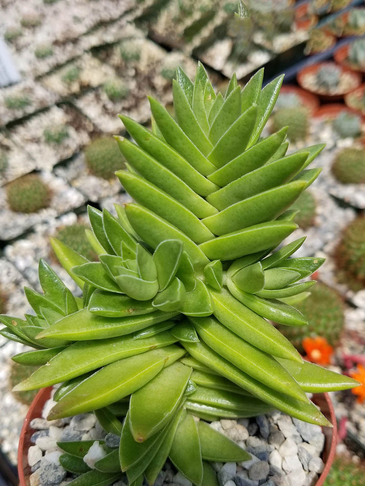 Crassula Capitella Campfire 