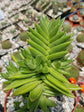 Crassula Capitella Campfire 