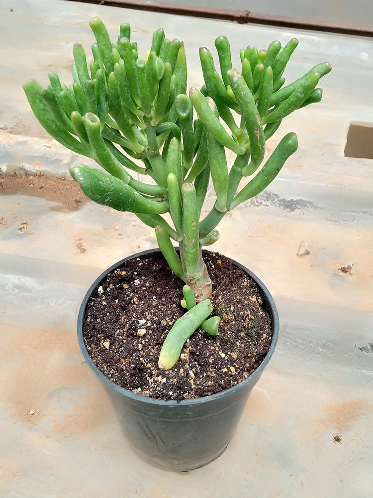trumpet jade plant Crassula Ovata 'Gollum' – Potclay